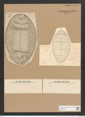 Surirella contorta Kitt. (de-Toni-Nr.: Genus 53, Species 2251) Zeichnungen Sammlung Grunow Nr. 4682 (NHMW-BOT-W0372756)